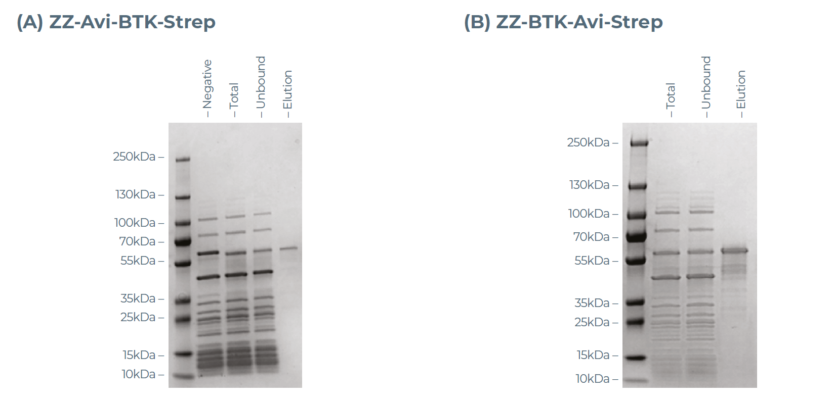 利用eProtein Discovery系统对规模放大生产的带Avi标签BTK392-659蛋白进行SDS-PAGE分析结果