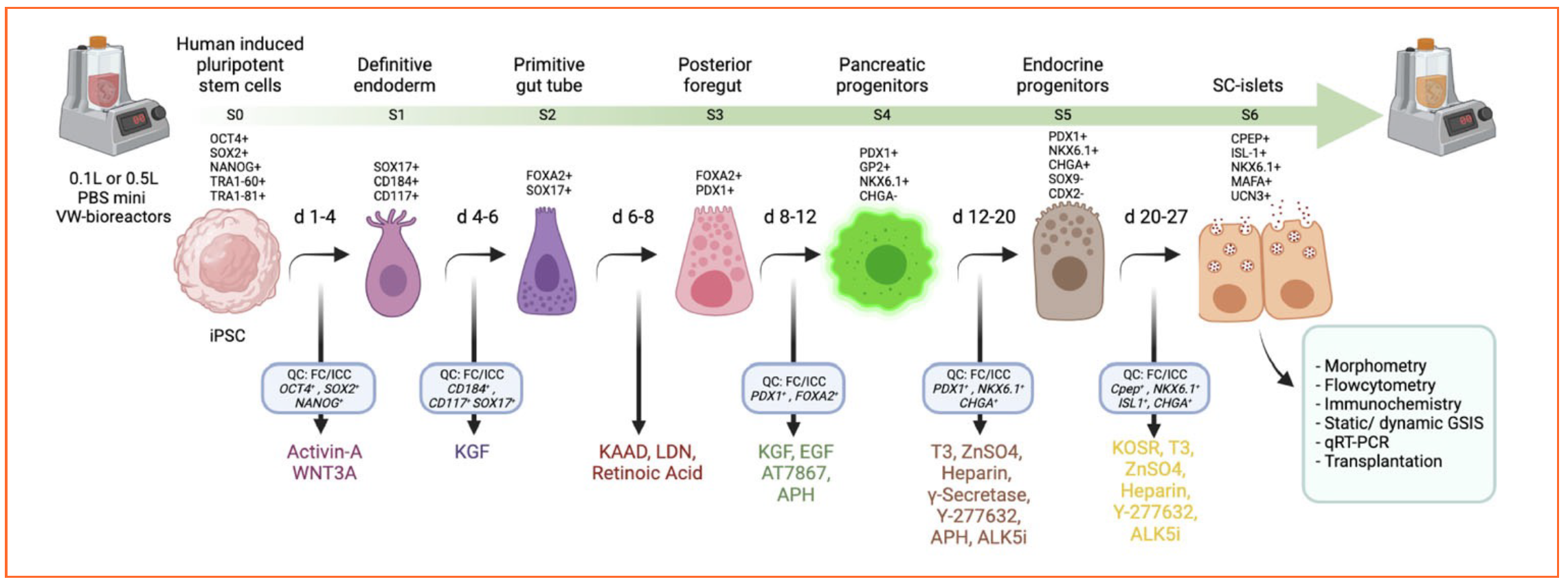 PBS已开发的六阶段分化方案