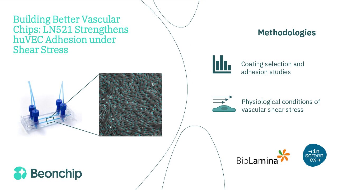LN521能增强剪切应力下huVEC的粘附性