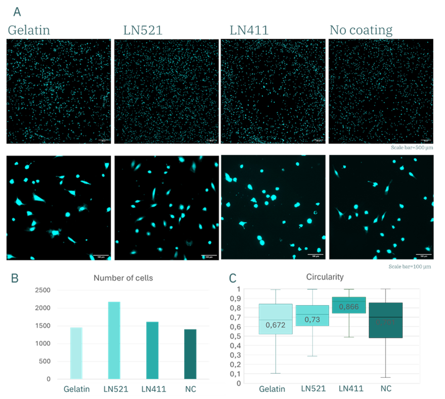 huVECs培养3.5小时后的表现