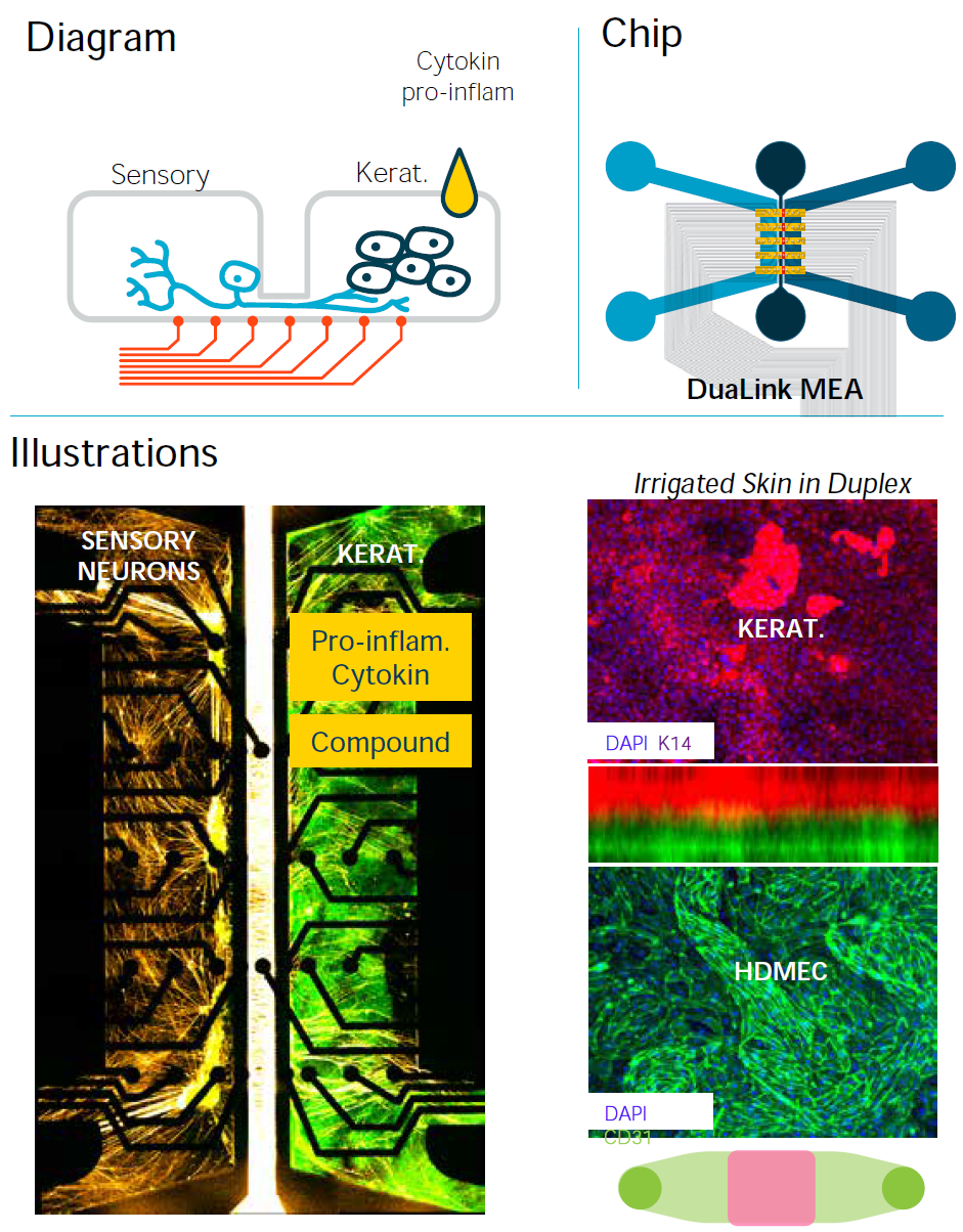 使用DuaLink MEA芯片在角质形成细胞层中接入神经,并加入促炎细胞因子混合物 使用DuaLink MEA芯片在角质形成细胞层中接入神经,并加入促炎细胞因子混合物