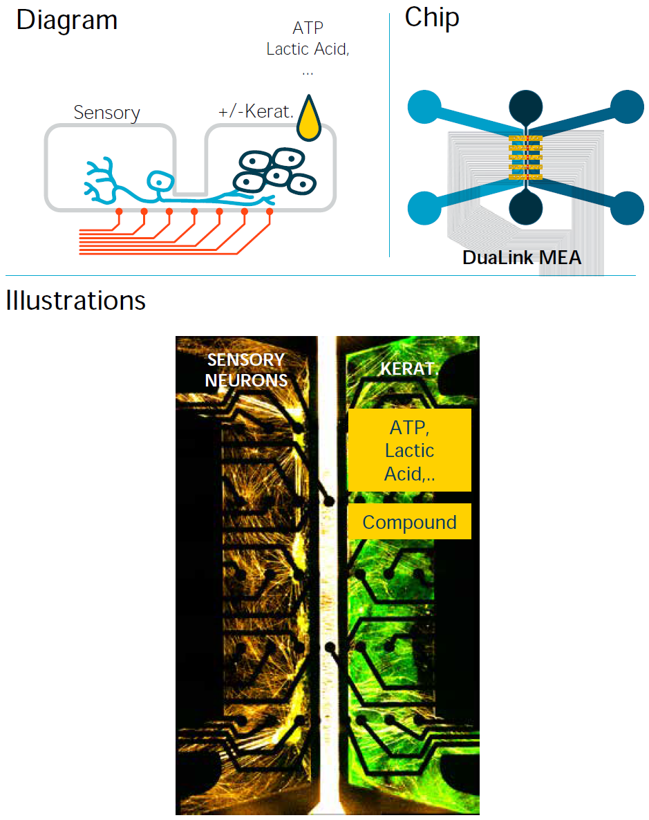 使用DuaLink MEA芯片建立用于研究敏感肌肤或评估抗瘙痒化合物的方案 使用DuaLink MEA芯片建立用于研究敏感肌肤或评估抗瘙痒化合物的方案