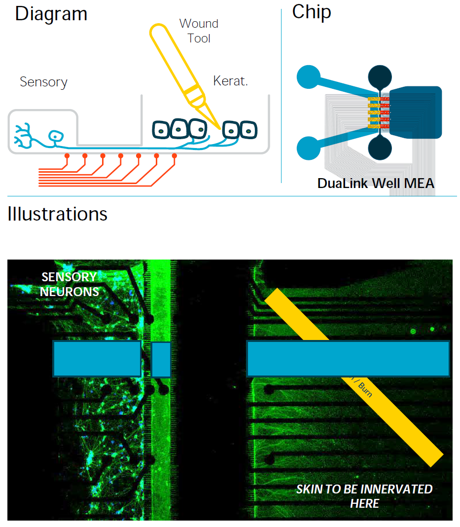 使用DuaLink Well MEA芯片构建伤口模型 使用DuaLink Well MEA芯片构建伤口模型