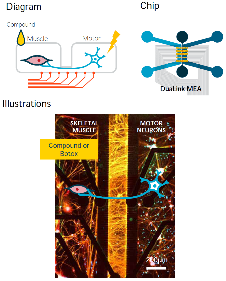 使用DuaLink MEA芯片重建分区的神经-肌肉接点 使用DuaLink MEA芯片重建分区的神经-肌肉接点