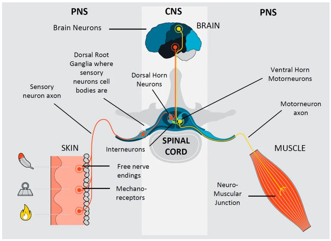 NETRI人类神经元在体内传递信息 NETRI人类神经元在体内传递信息