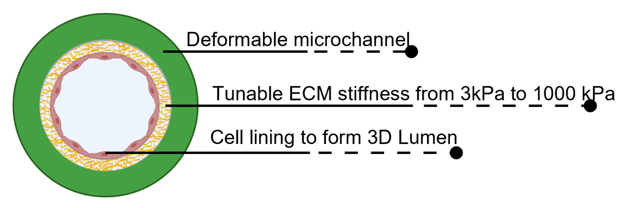 Akita-Plate96-BloodVessel