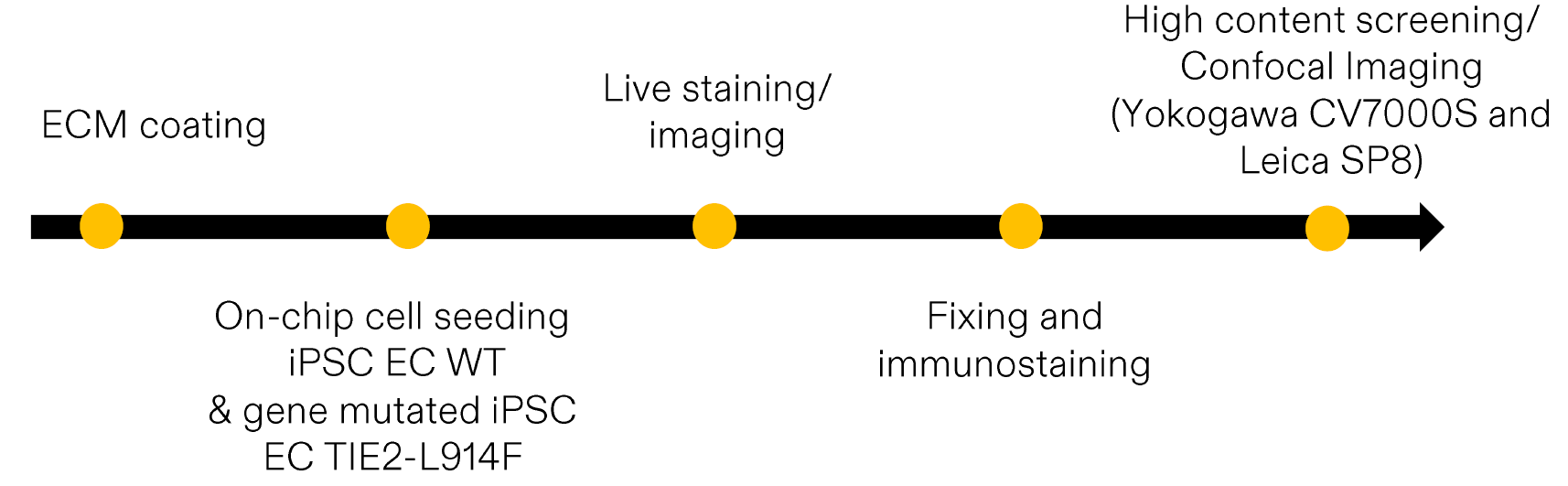 评估野生型iPSC来源的内皮细胞与携带血管畸形致病突变的iPSC-ECs之间的形态学差异