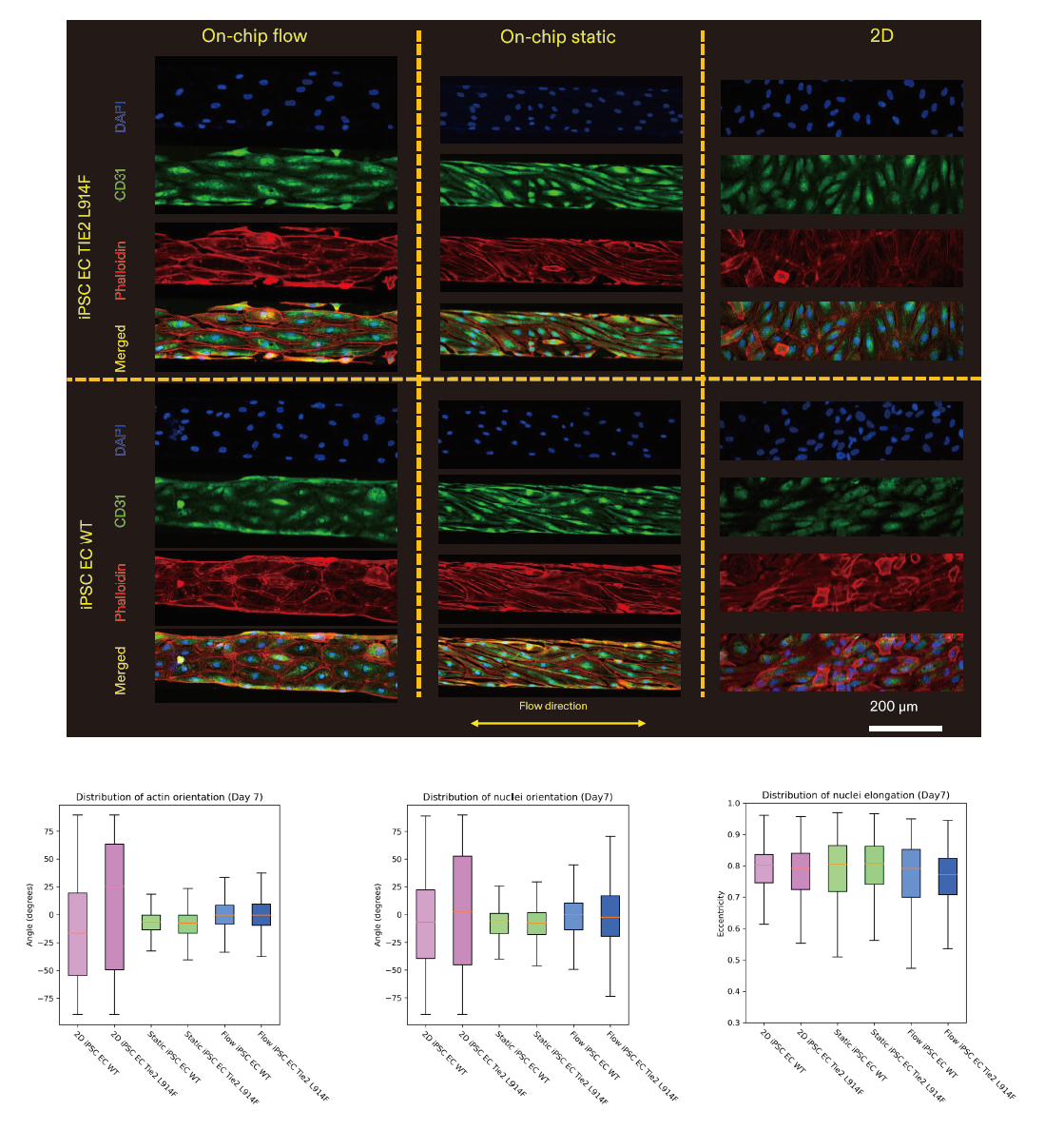 液流与受限的微流控结构会影响正常与静脉畸形 iPSC 来源内皮细胞的形态与排列方式