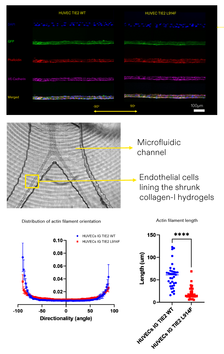 在芯片上利用I型胶原水凝胶实现自组装形成单根毛细血管