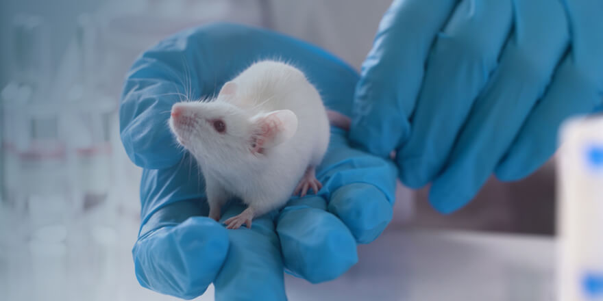 小白鼠动物试验