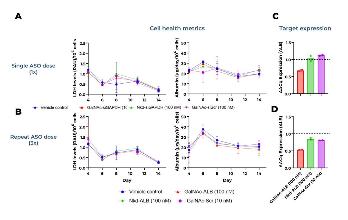 14天的培养可以评估重复寡核苷酸治疗剂量的效果