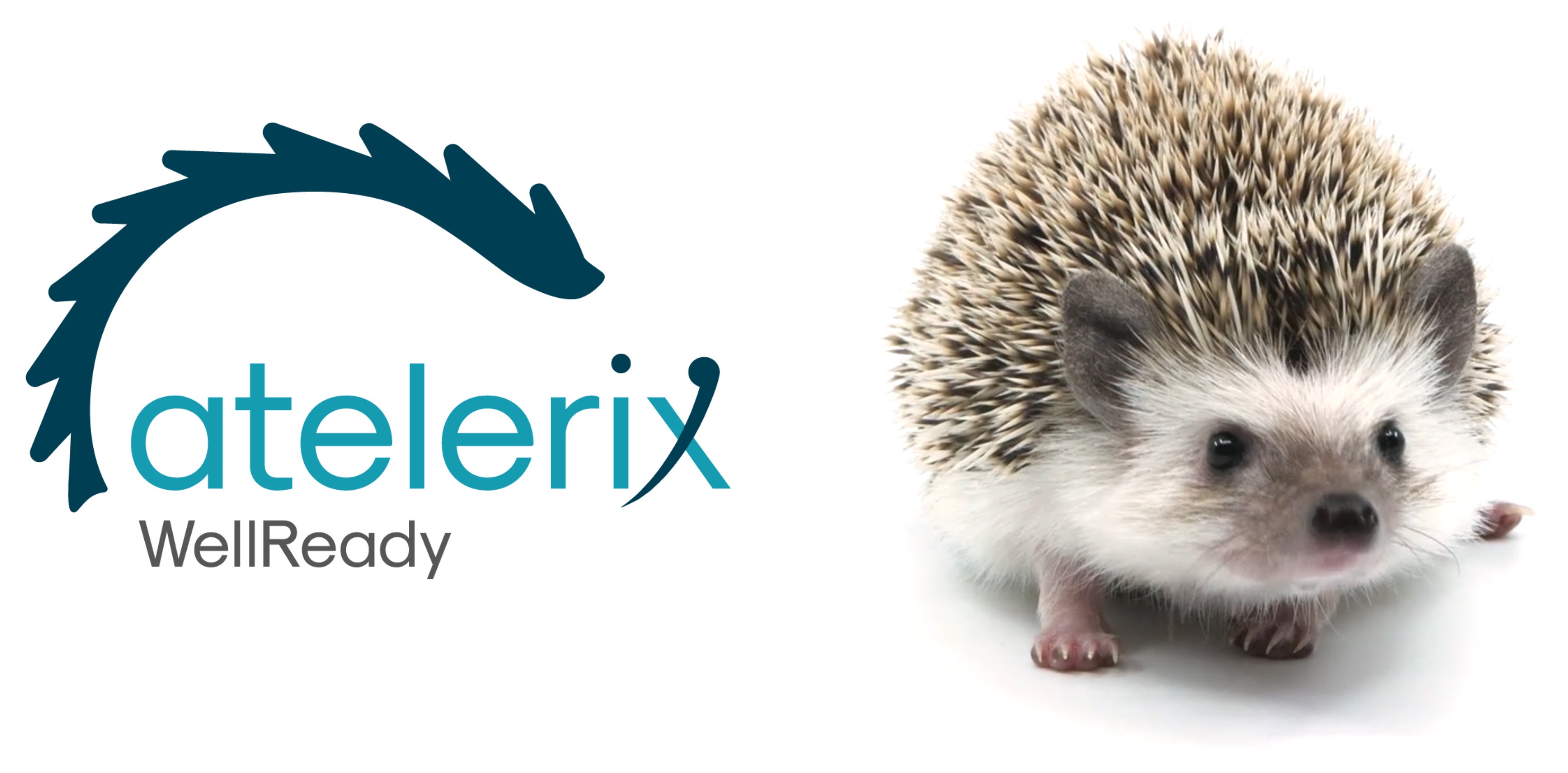 Atelerix常温保存水凝胶