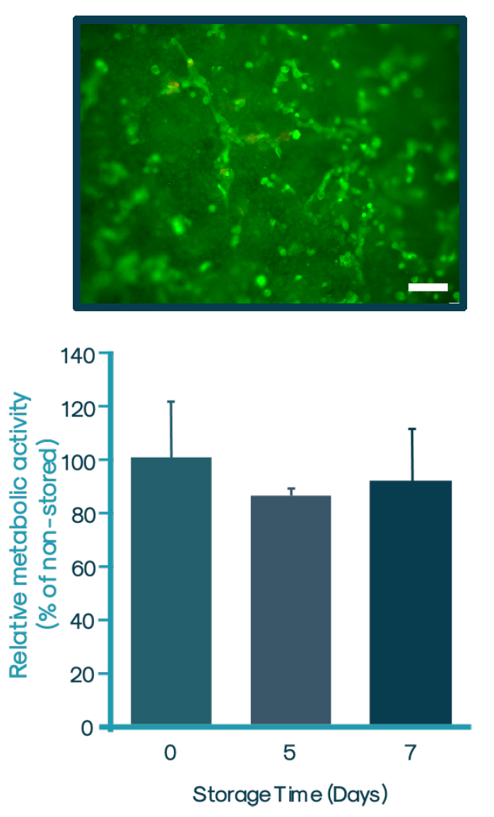使用WellReady保存的气升式皮肤基质/上皮模型的活/死细胞染色（上）和代谢活性（下）