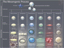 MSC可被诱导进入几种不同间充质谱系路径中
