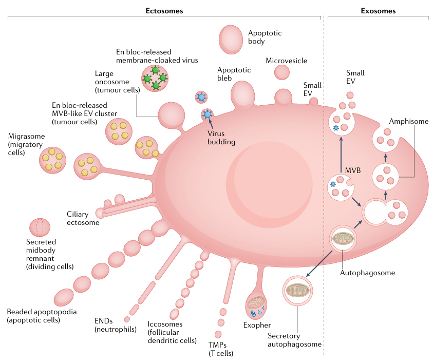 细胞外囊泡EVs的异质性