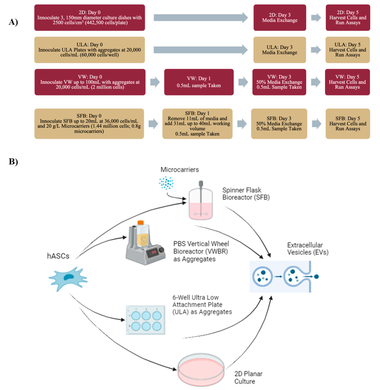 hMSC的接种过程及收集的EVs