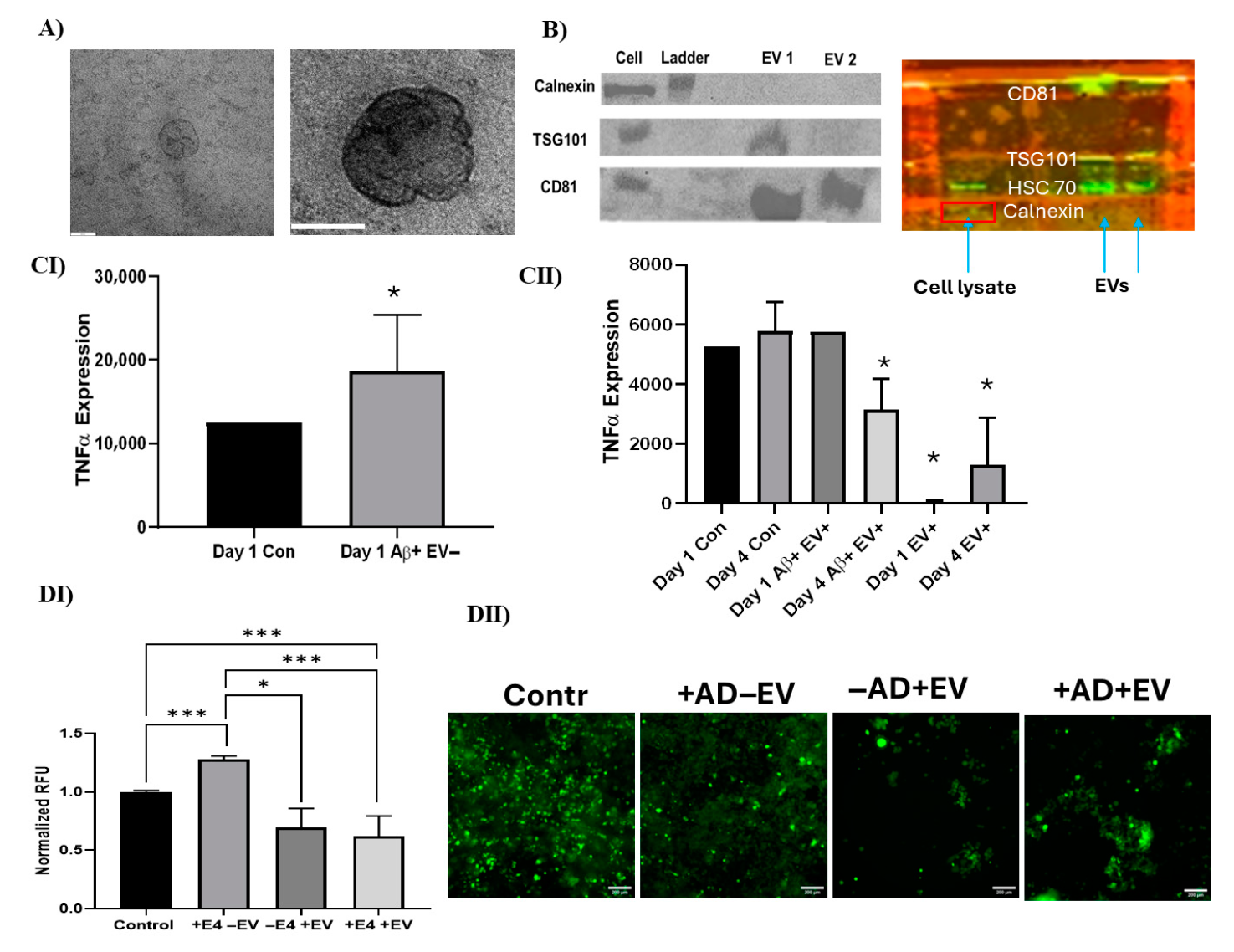 EVs的体外功能分析