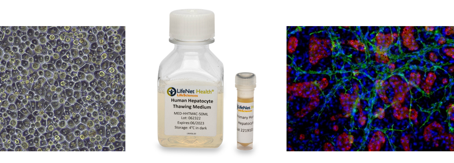 LifeNet Health原代肝细胞相关产品