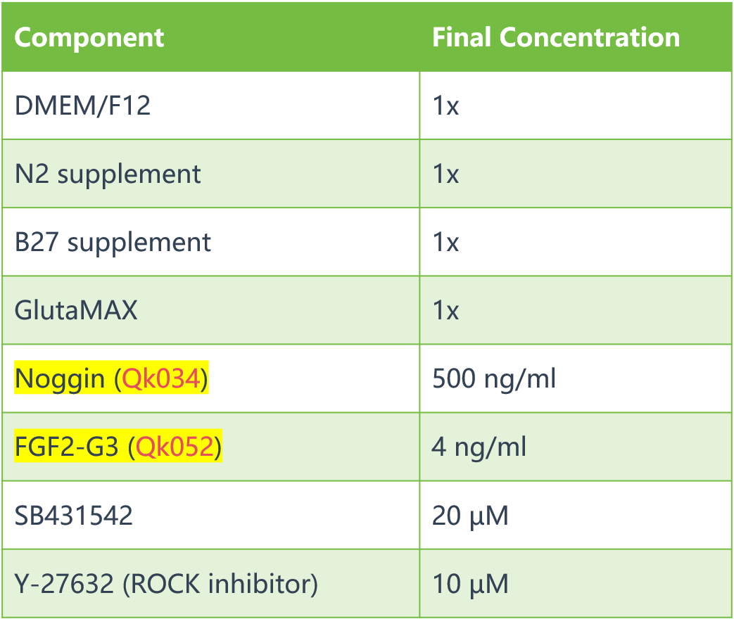 神经EB形成培养基成分+ROCK抑制剂